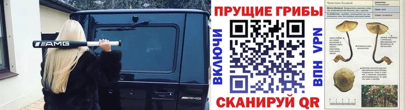 Галлюциногенные грибы Psilocybine cubensis  Спасск 
